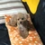 くぅちゃん