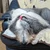 あずき