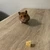 ヨクト