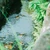 あずき