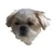 犬