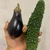 Potato