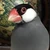 pingo