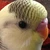 ナギ