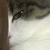 Tかし