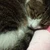 ほの