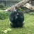 owl__2219