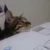 Wendycat