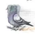 土鳩