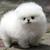 ポコぽこ