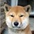 わんこ