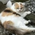 ブサ猫太郎