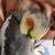 さるやん