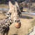あかぴっぴ