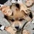 ほねぶと