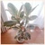ficus
