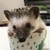 ささき