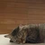 かる
