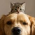 catanddog