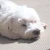 ゆーき