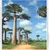 Baobab