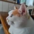 やまこり
