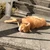 kouta