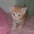 Kitanpe