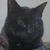 orville