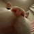 らっこりん