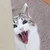はるばしら2