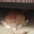 あっちゃん