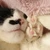 しずか