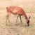しとろん