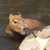 ころころ