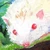 はりコナ