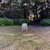 雨音