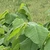 生茂