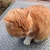 はこはこ
