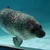 やわらか木魚