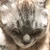 白い猫