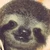 babysloth