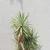 ushi_1407
