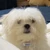 Mochi