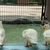 ducksworks