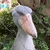 ビロコー