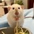 パスタ大好きネズミ