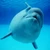 babybeluga