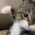 catgam