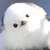 しお